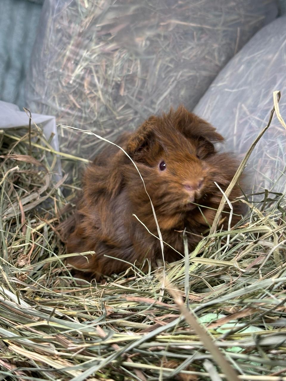 Маленькая морская свинка сидит в куче зеленого сена