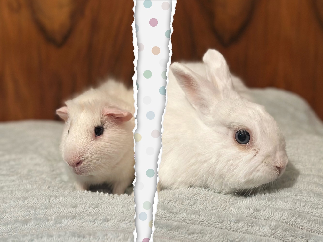 Кролик и морская свинка вместе жить не должны