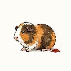 У морской свинки появилась кровь
