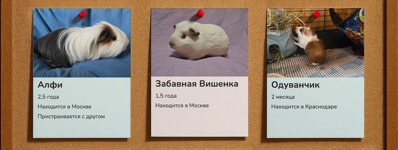 Доска с объявлениями и фотографиями бездомных морских свинок в поиске хозяев и нового дома