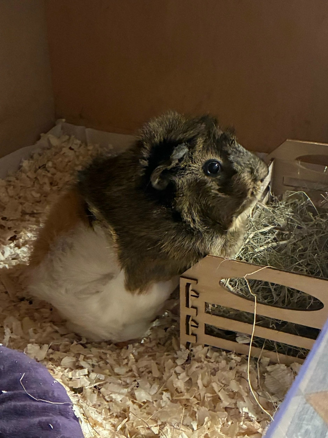 Задумчивая морская свинка стоит передними лапками на сеннике стойке