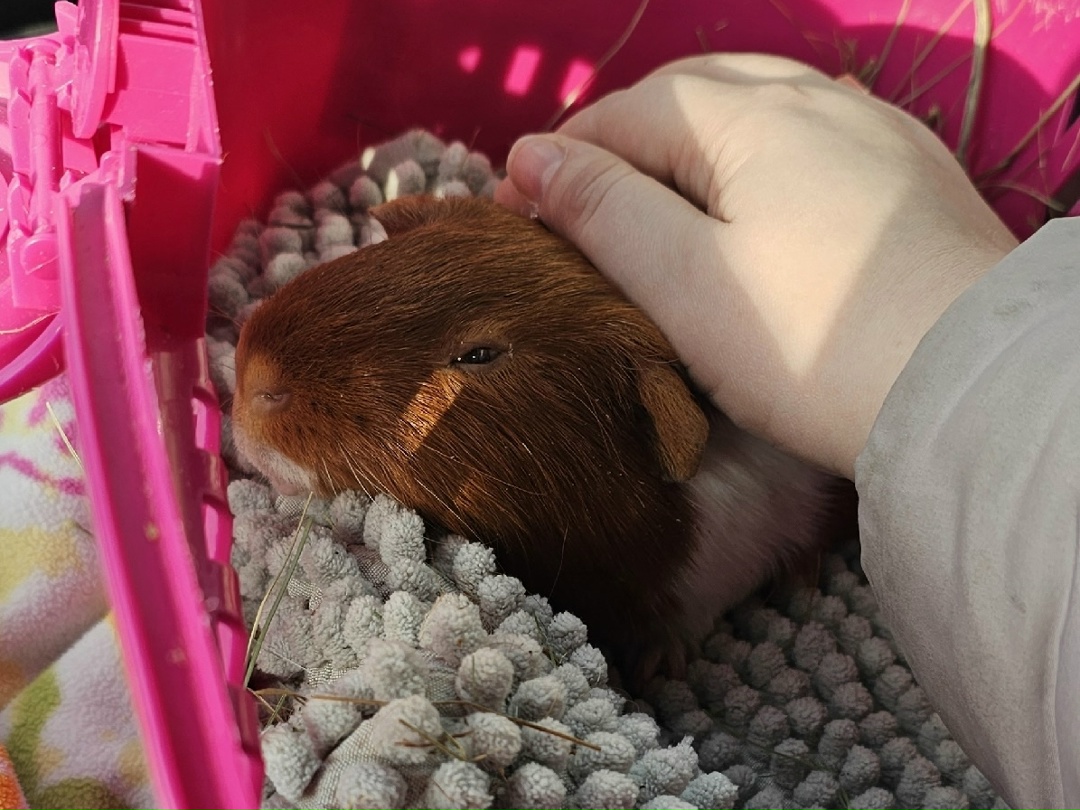 Морская свинка в переноске