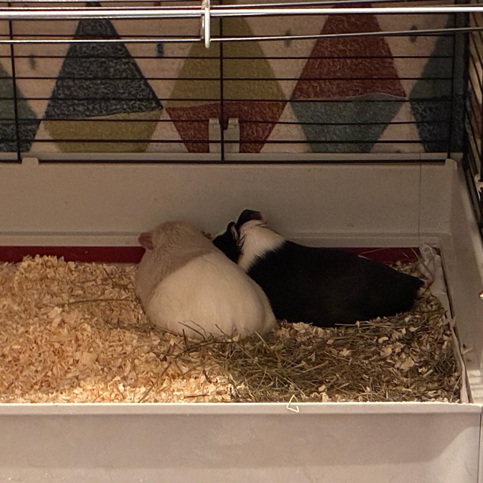 морские свинки спят вместе в большой клетке