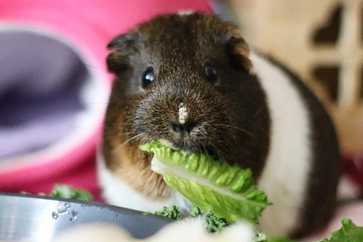 папилома у морской свинки