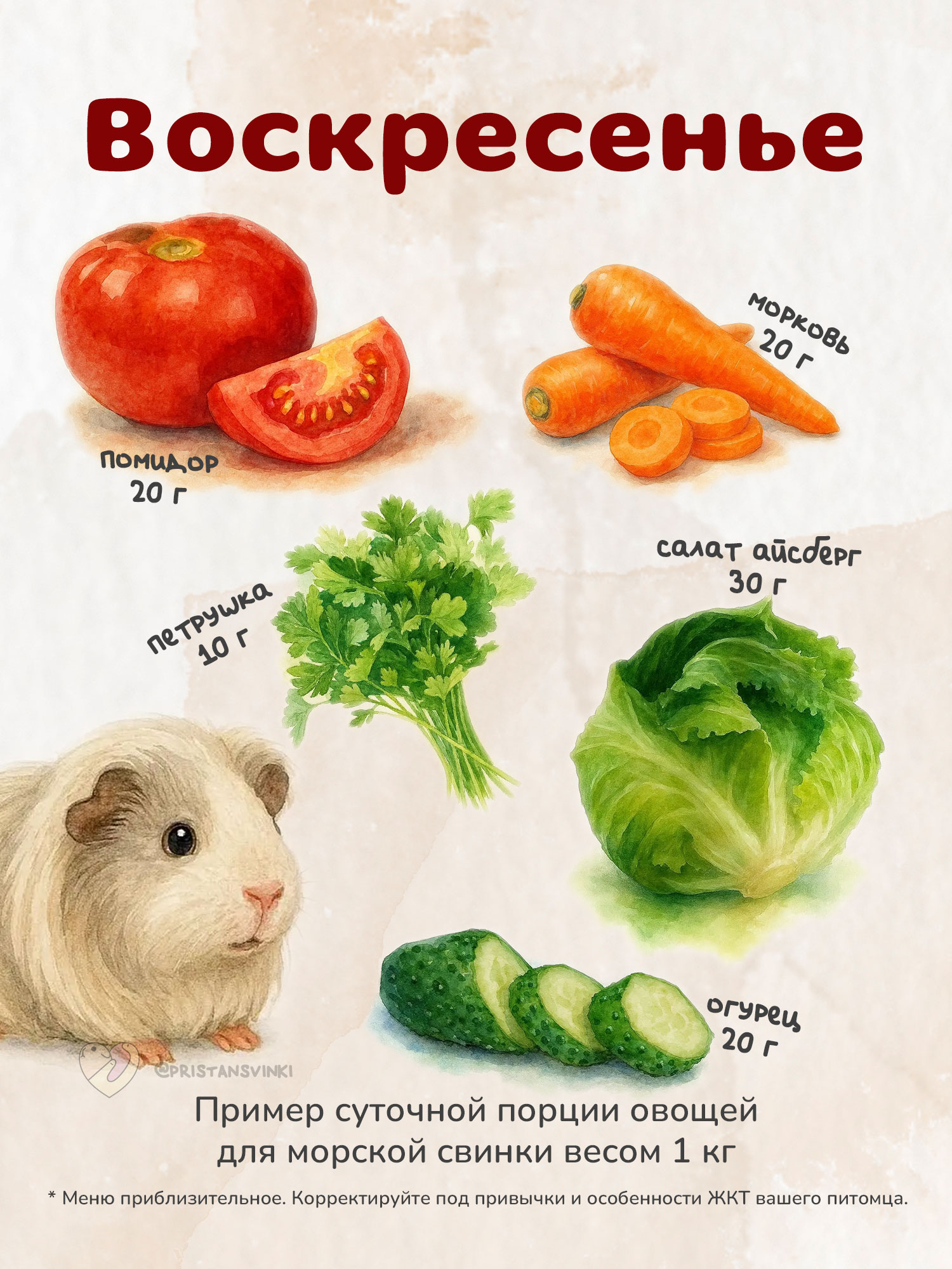 Примерный план питания сочными продуктами для морской свинки на воскресенье: морковь, огурец, помидор, петрушка, салат айсберг