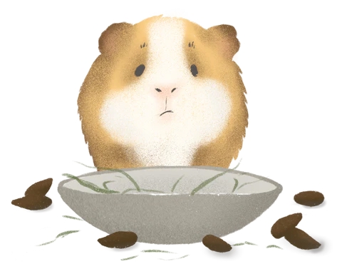 Сухие какашки в форме капли морской свинки