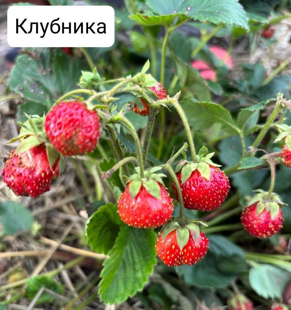 Садовая клубника красная