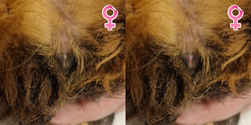 Самка морской свинки, 2 года