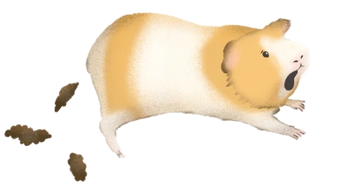 Слипшиеся какашки морской свинки