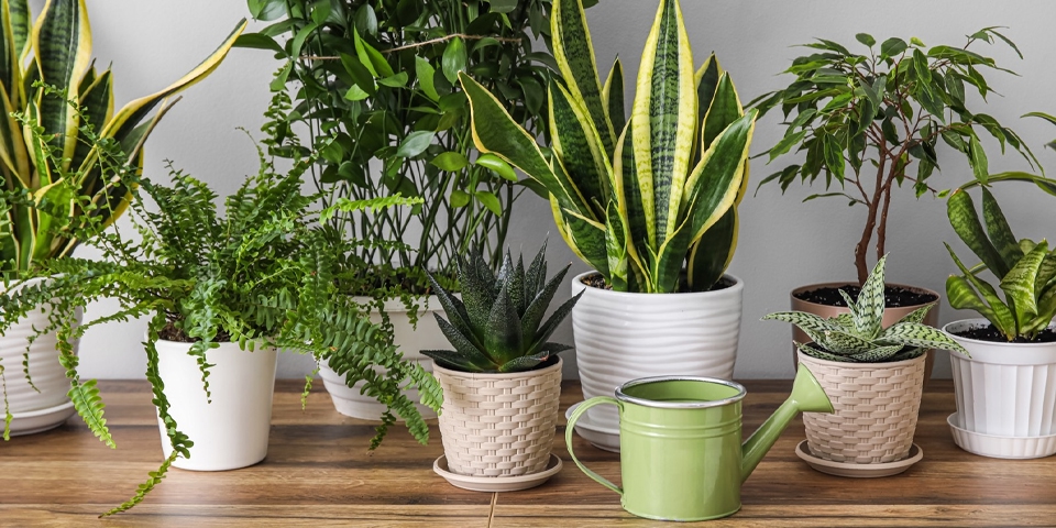 комнатые растения могут быть ядовиты для морской свинки