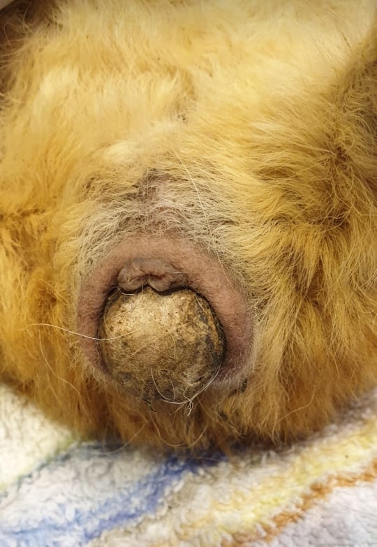 Болезненный, забитый каловый карман.