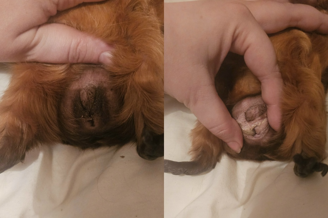 На фото чистый каловый карман, но наглядно показано, как его раскрыть