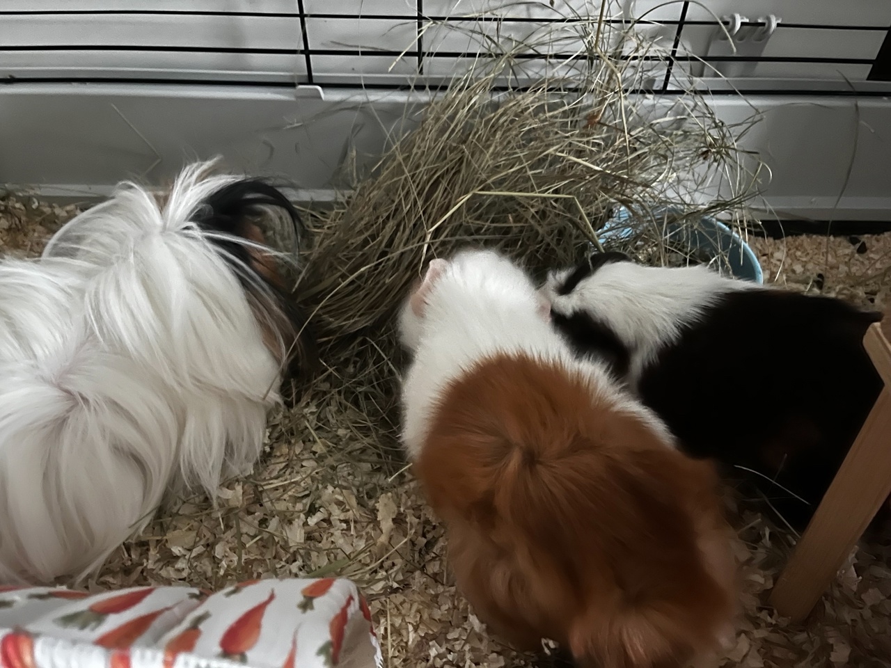 тройка морских свинок дружат