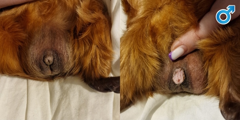 Самец морской свинки, 1 год