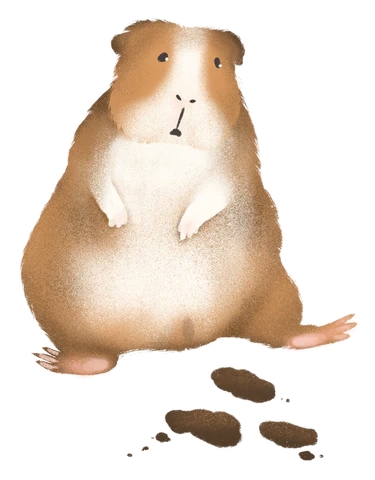 Вонючие, мягкие, кашицеобразные какашки морской свинки