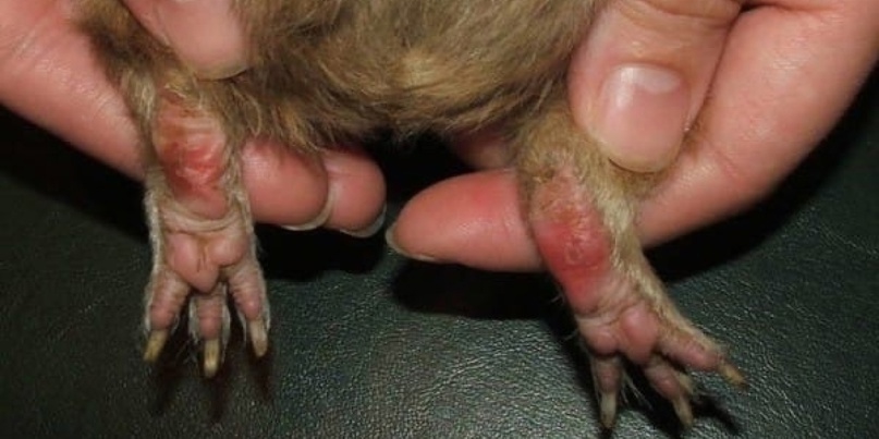 1 стадия пододерматита у морской свинки