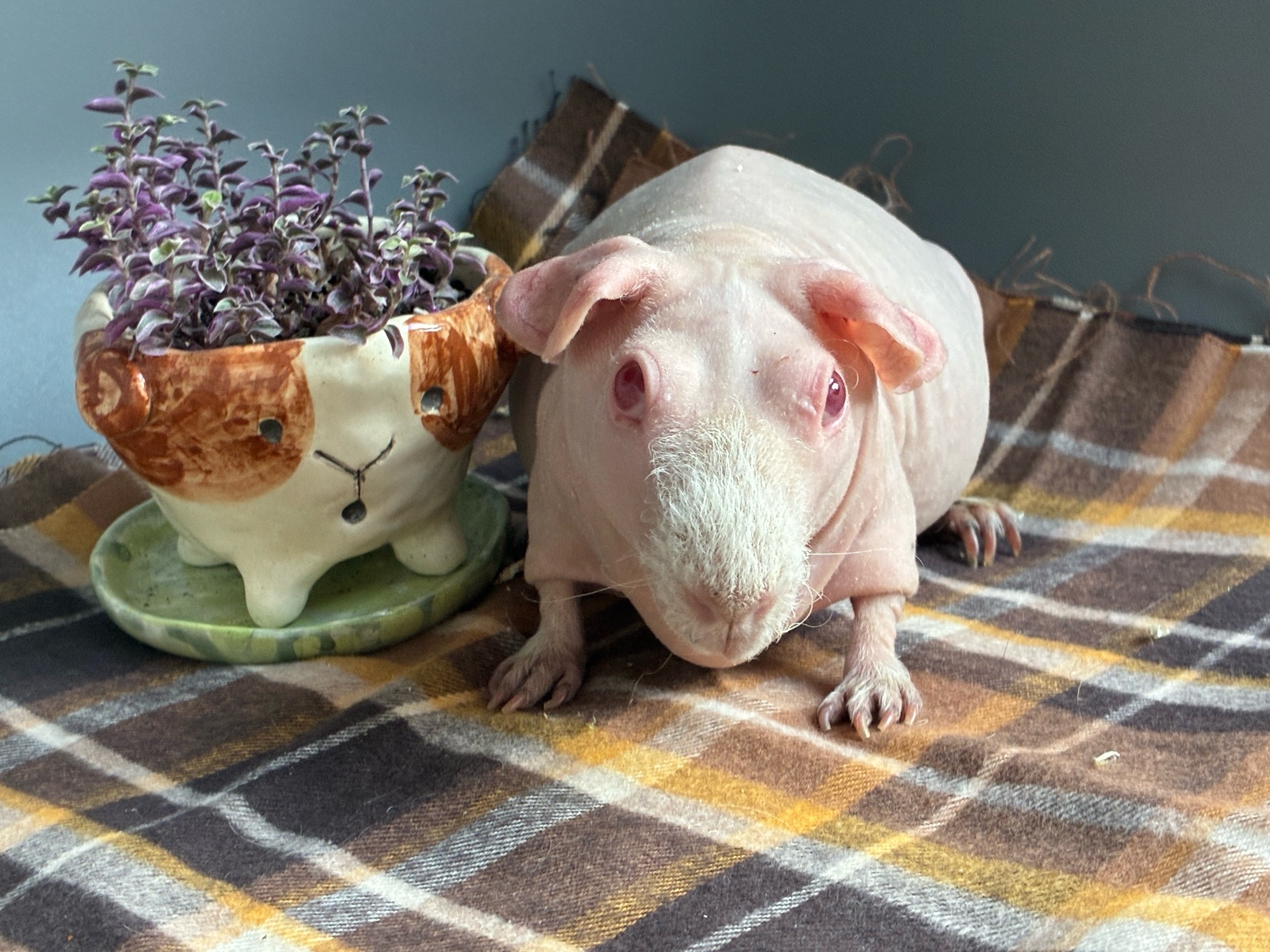 Голая морская свинка породы скинни для выбора имени