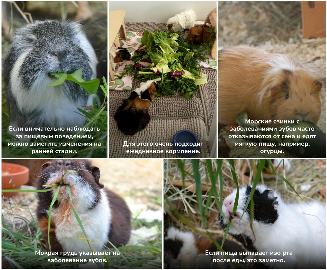 проблемы со здоровем морской свинки