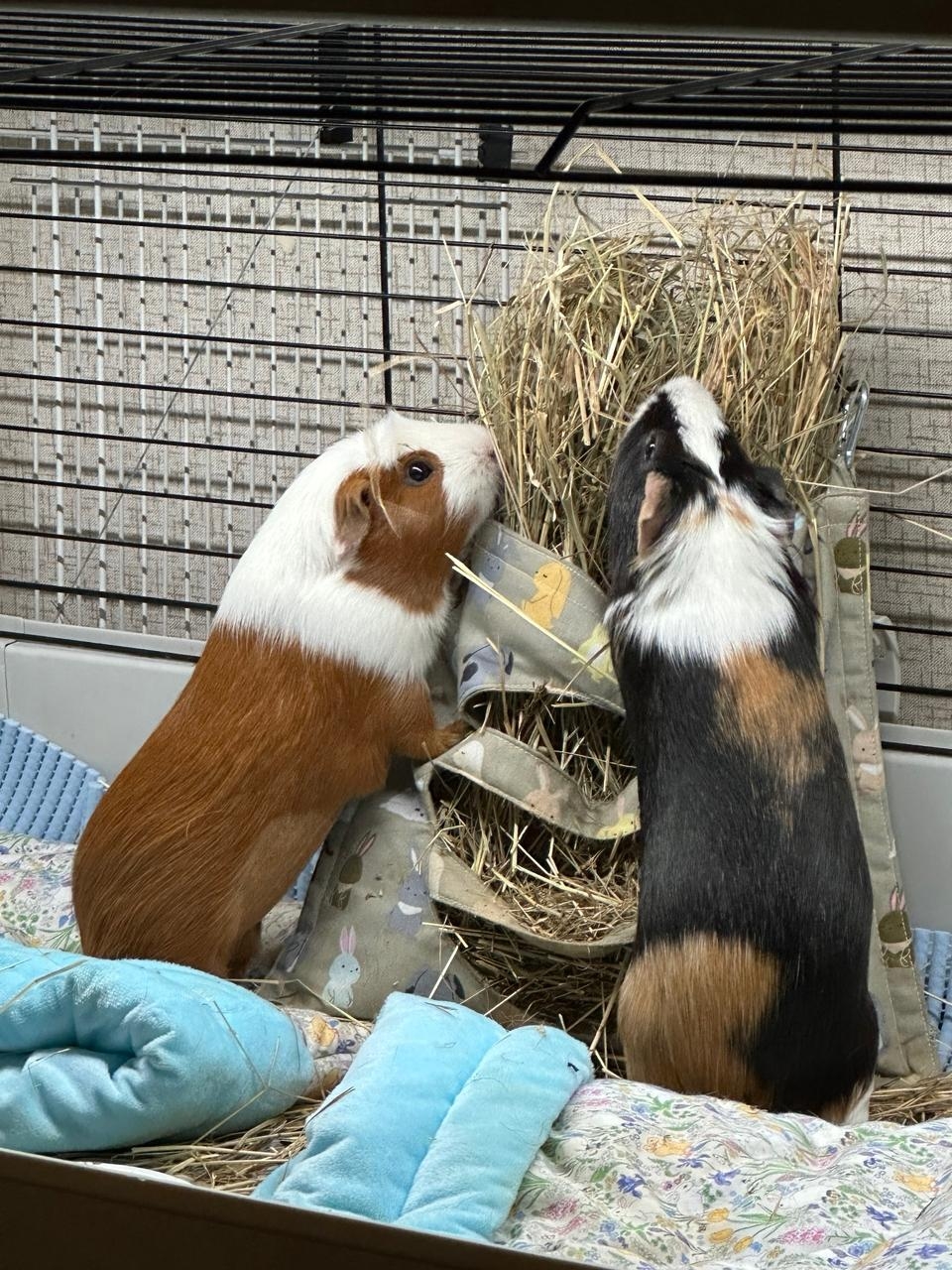 Морские свинки едят сено из тканевого сенника в клетке