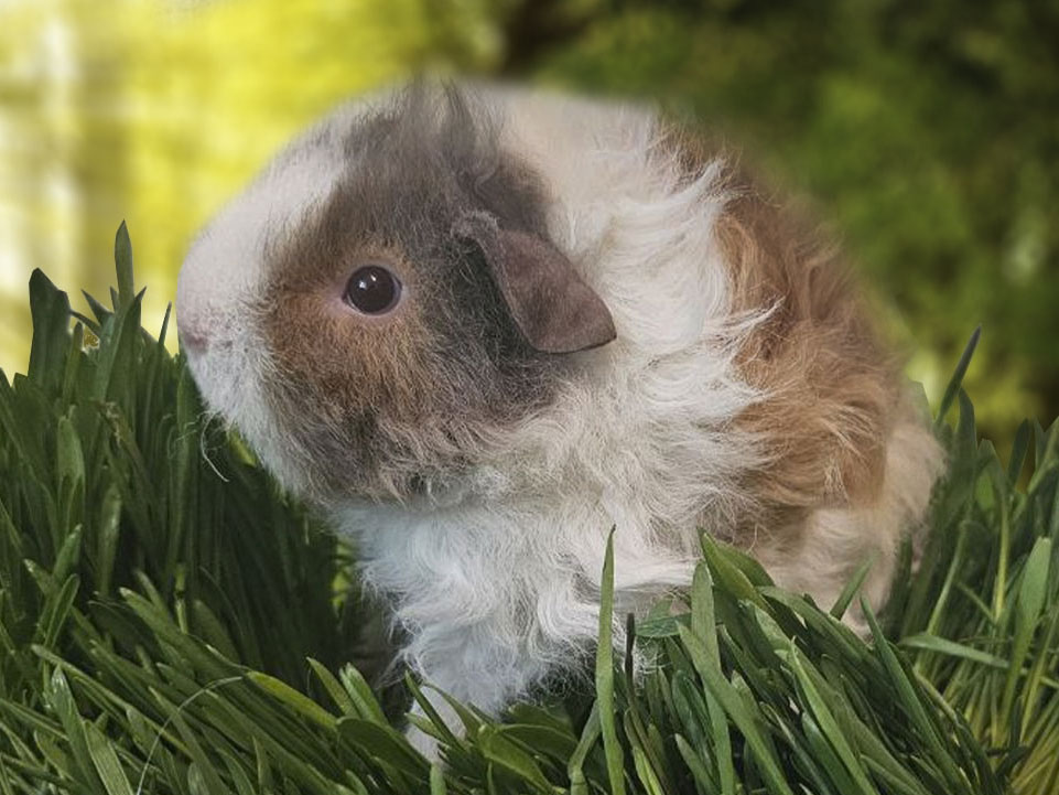 Обложка статьи