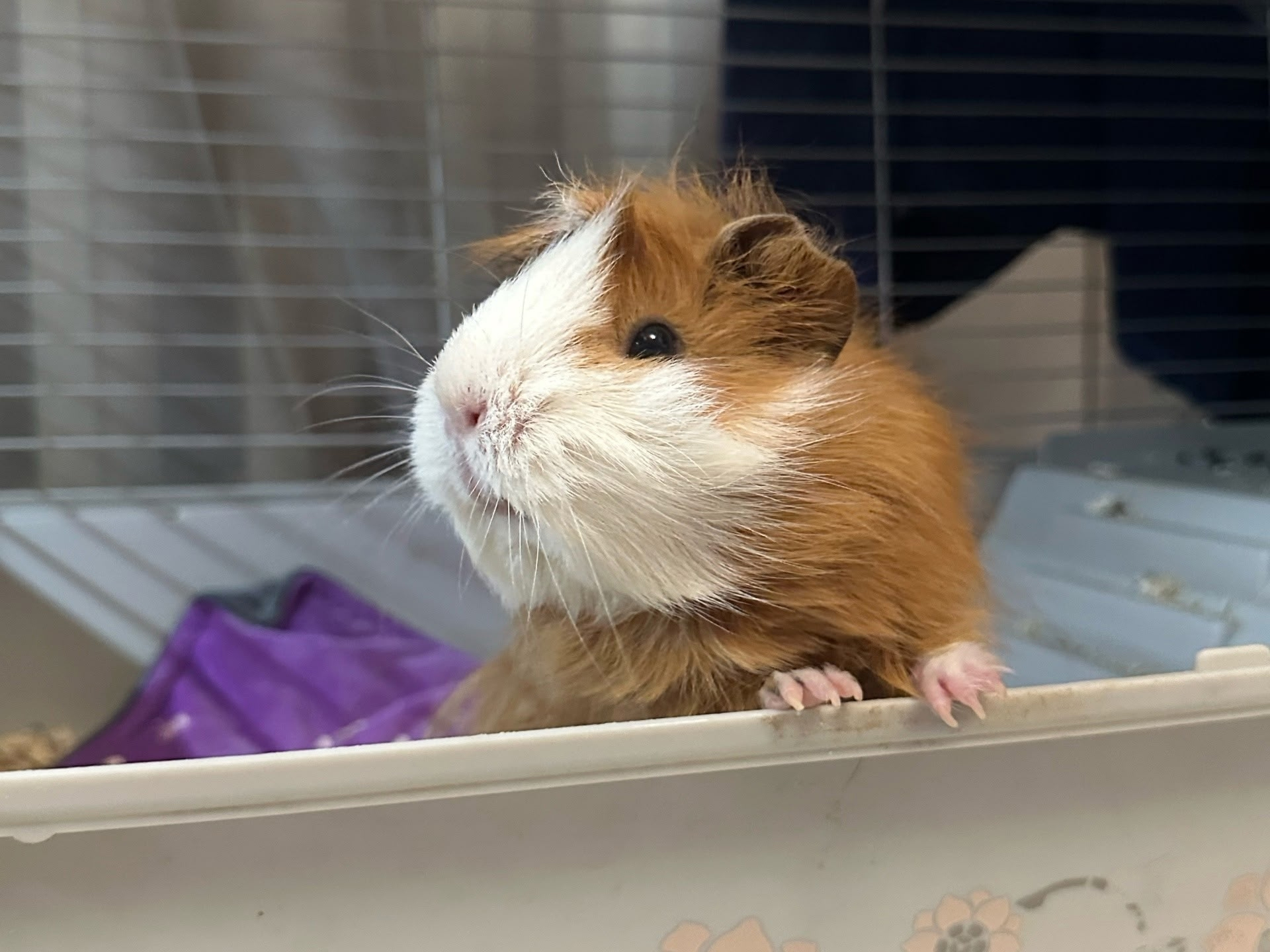 Морская свинка отказник, живет у волонтера Пристани пушистых сердец