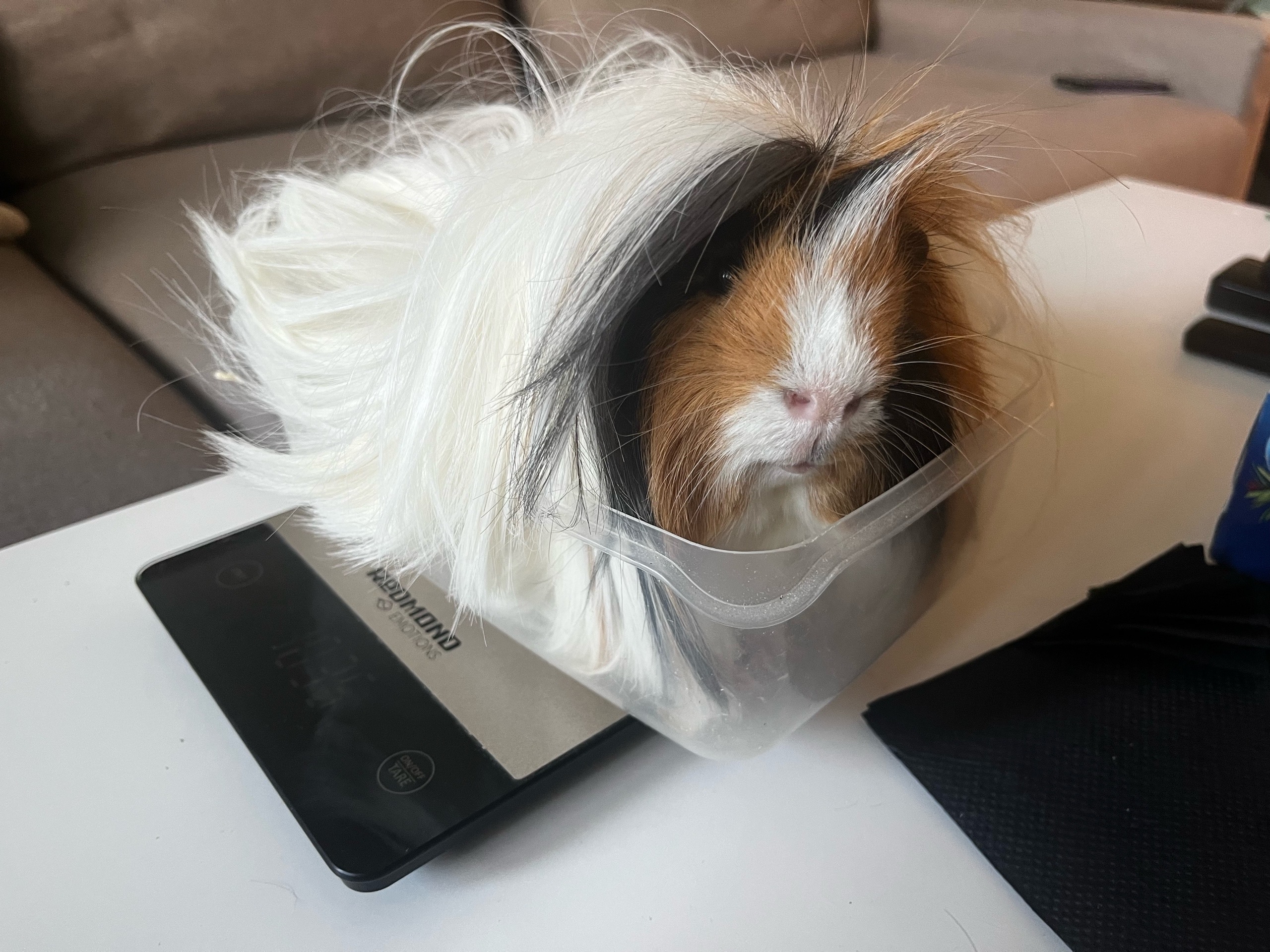 Взвешивание морской свинки