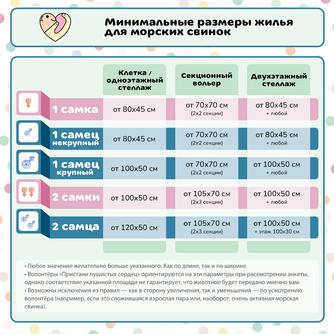 Размер клетки для морской свинки