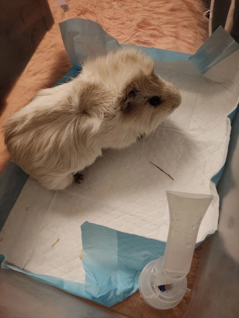 Морская свинка лечит пневмонию