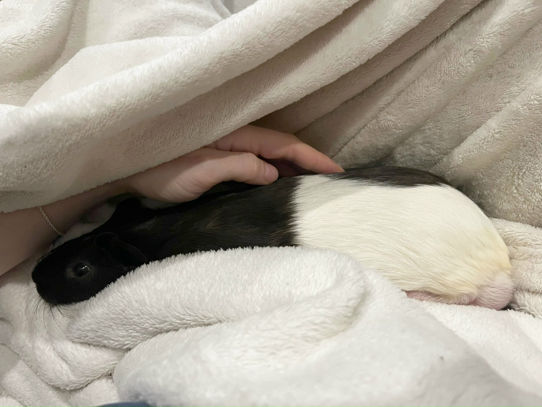 Черно-белую морскую свинку гладит волонтер. Так происходит адаптация и социализация в группе помощи Пристань пушистых сердец.