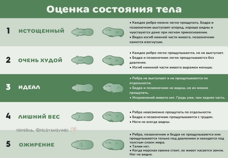 Оценка состояния тела морской свинки