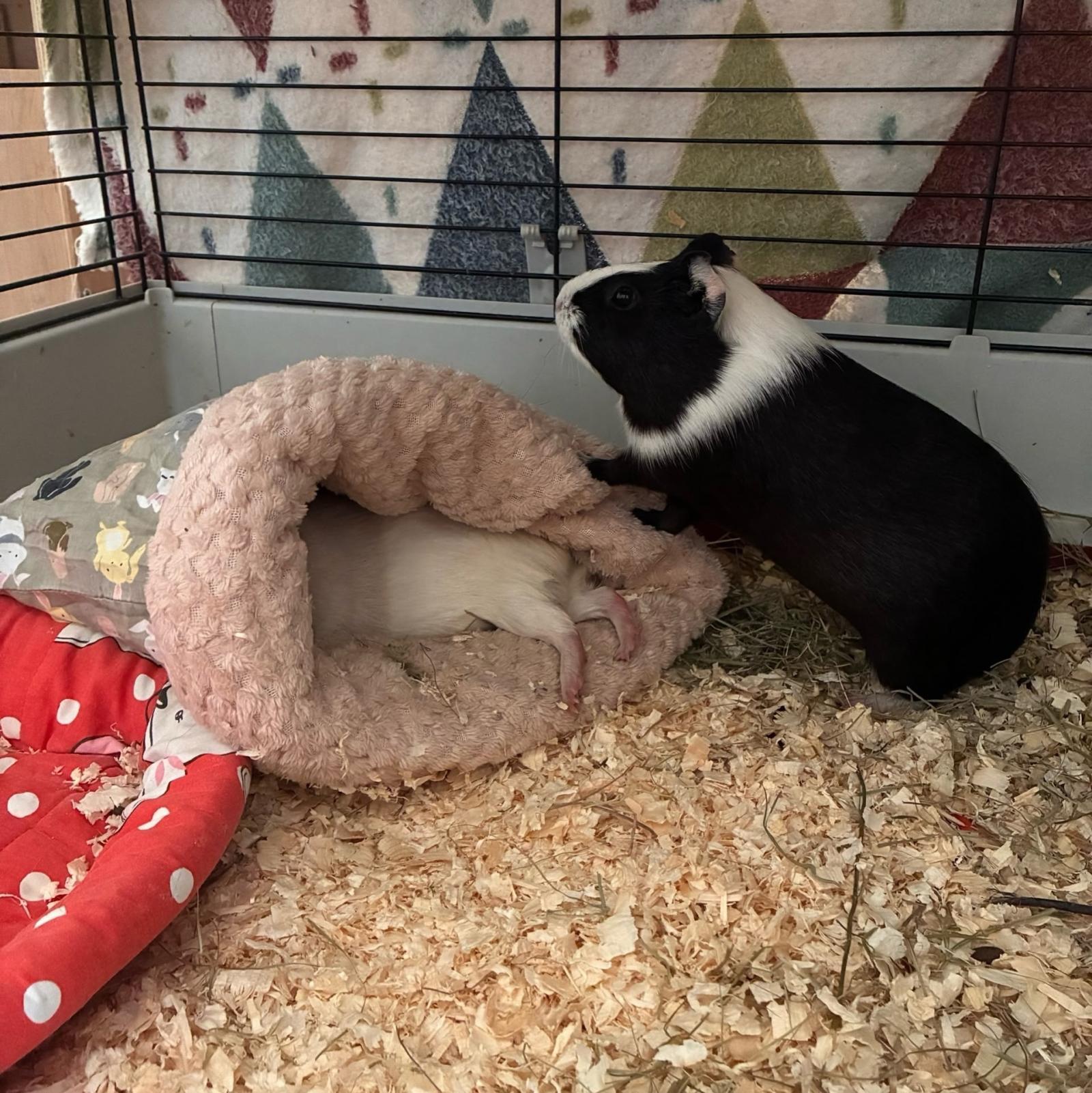 Обложка статьи