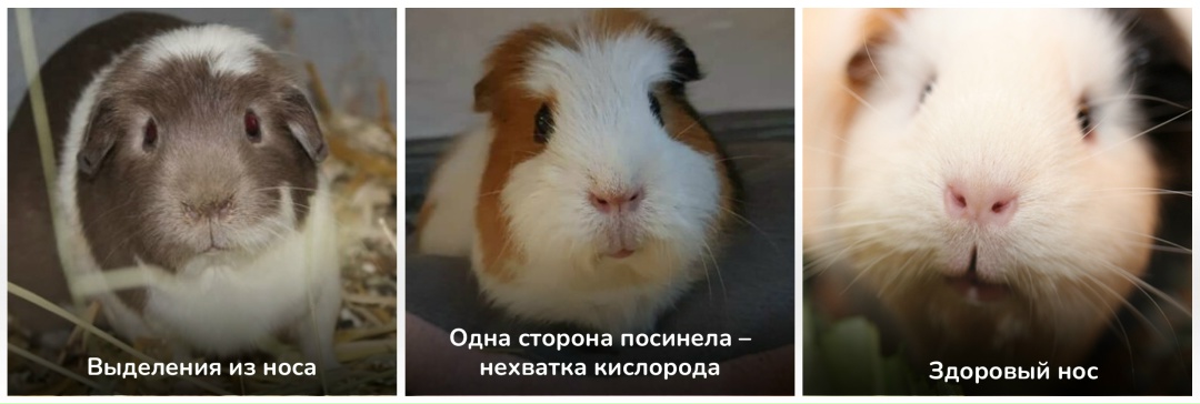 нос морской свинки