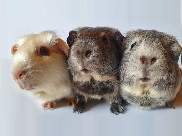 Обложка статьи