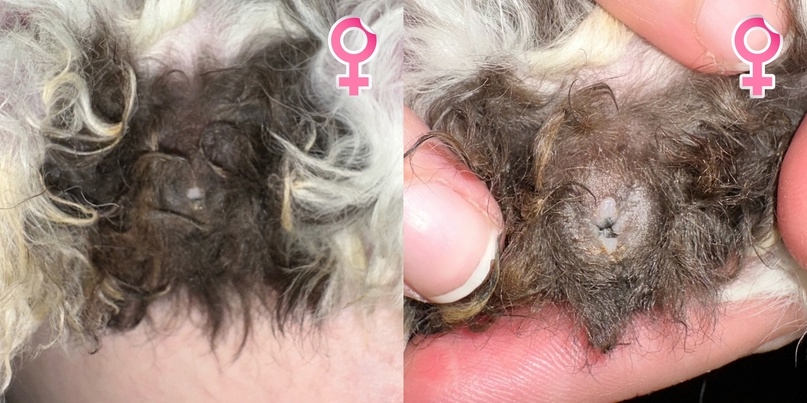 Самка морской свинки в течке