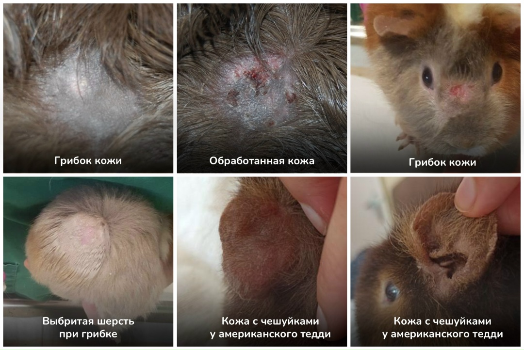 проблемы с кожей у морской свинки
