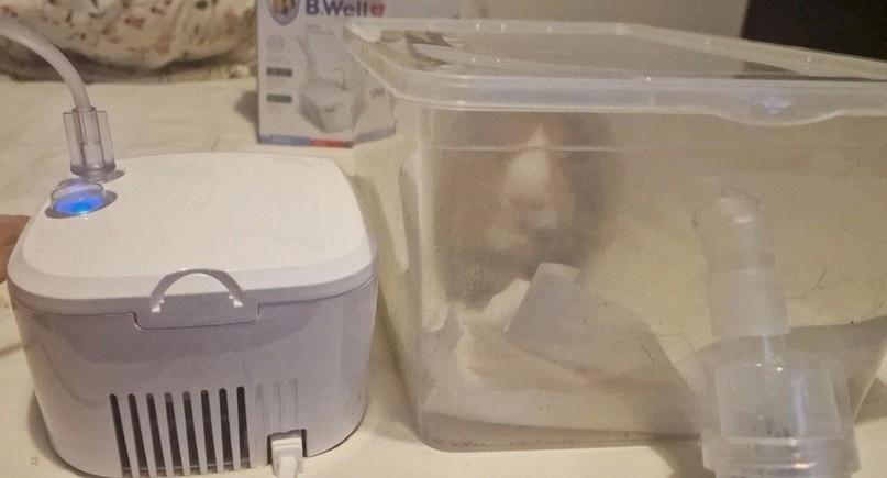 В контейнере с ингалятором сидит морская свинка и лечится от пневмонии 