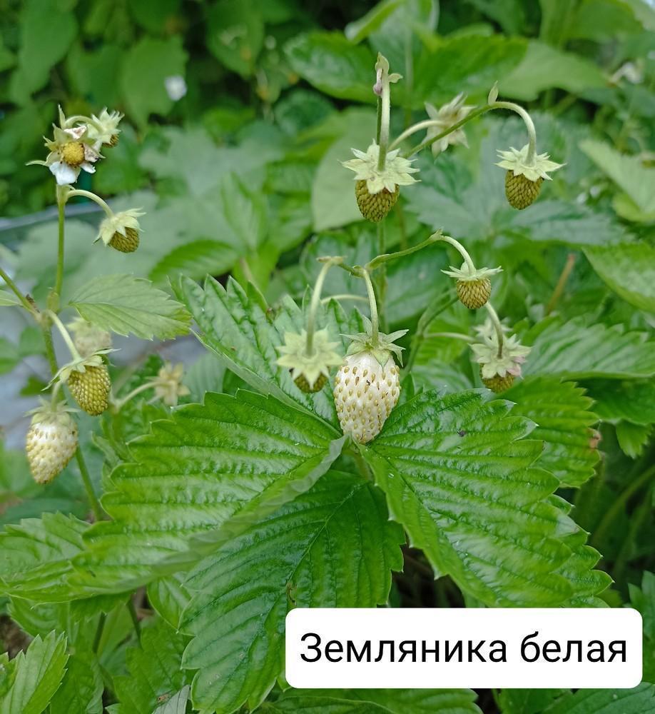 белая земляника