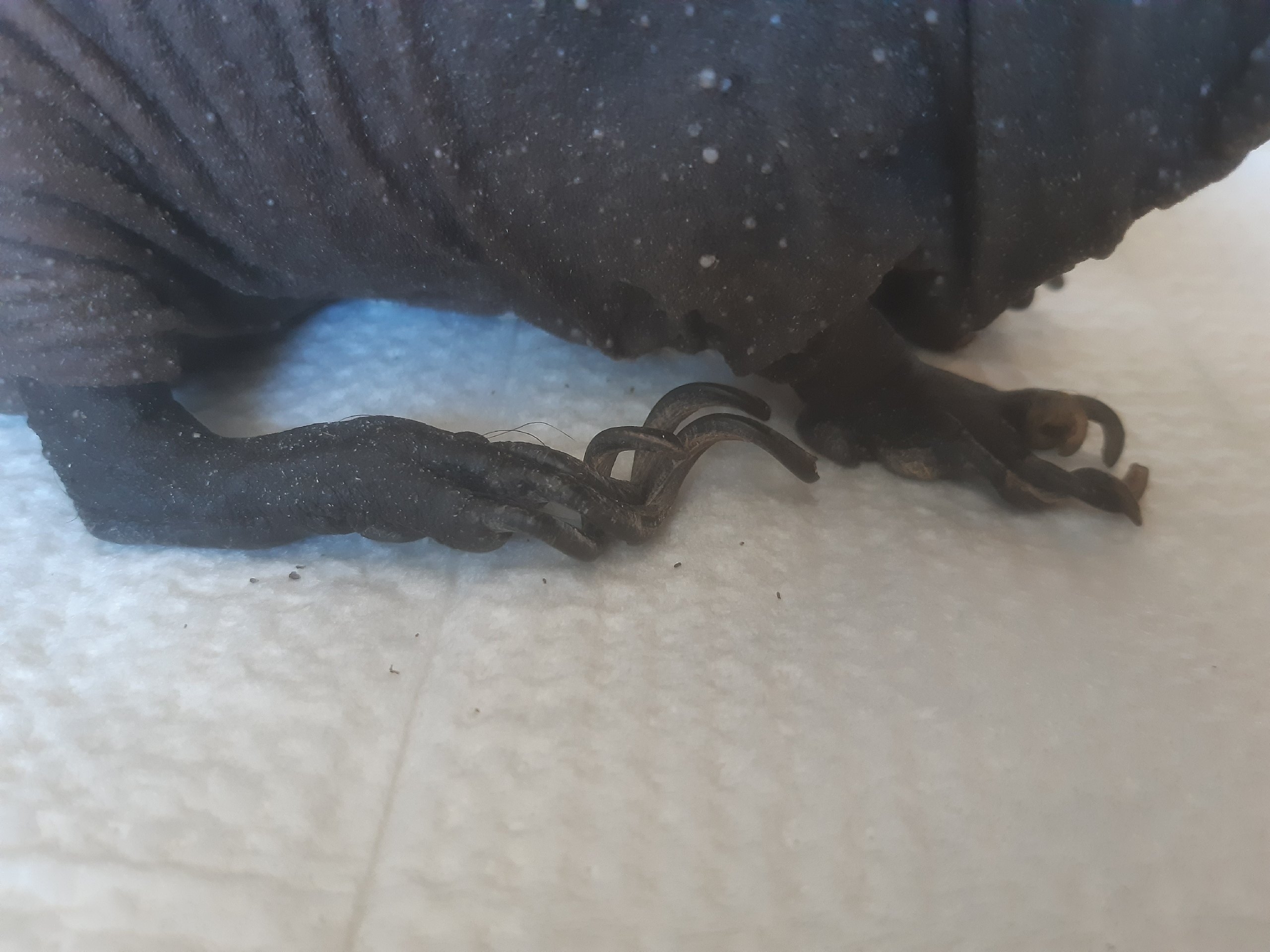 переросшие когти у морской свинки