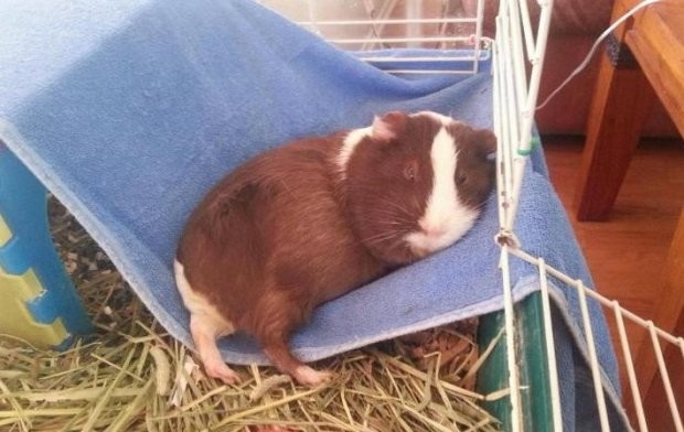 Домашняя морская свинка