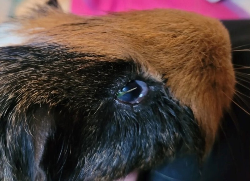 что-то застряло в глазу у морской свинки