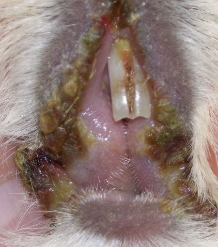 Обложка статьи