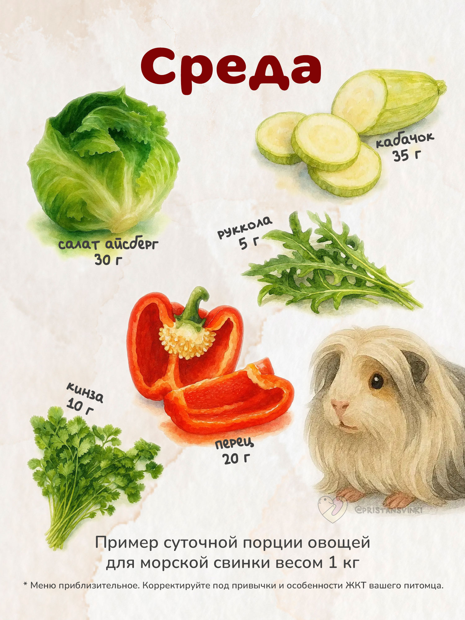 Примерный план питания сочными продуктами для морской свинки на среду: перец, руккола, кабачок, кинза, салат айсберг