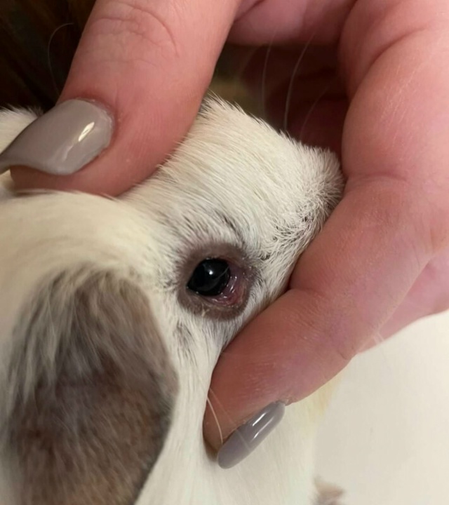 глаз морской свинки