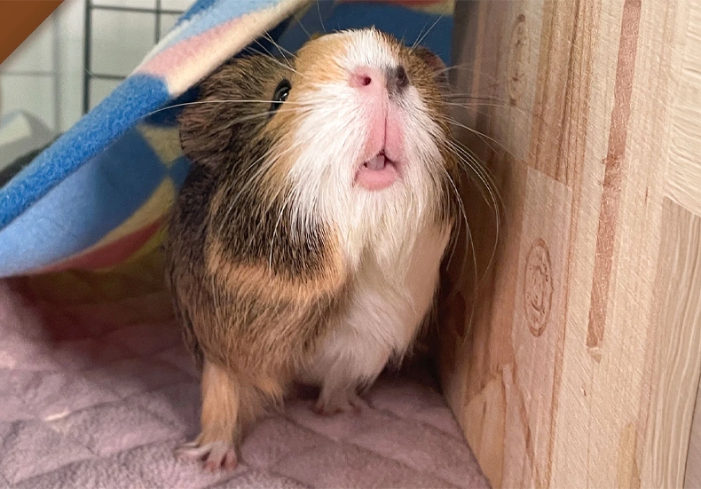 Обложка статьи