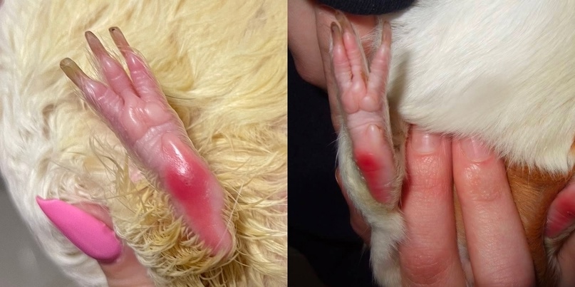 1 стадия пододерматита у морской свинки