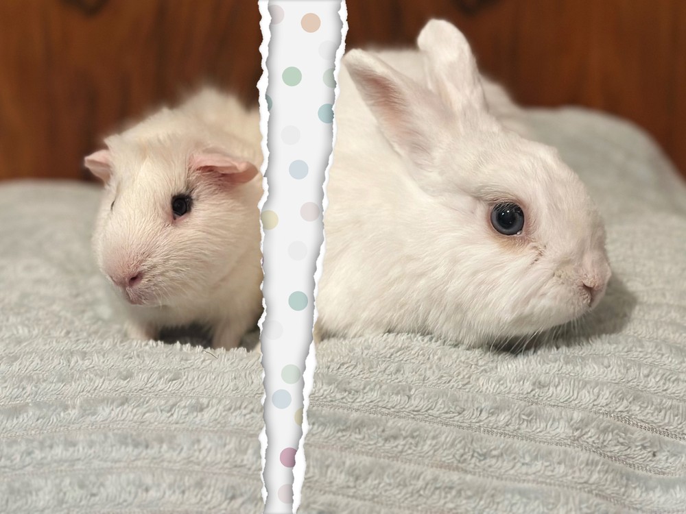 Обложка статьи