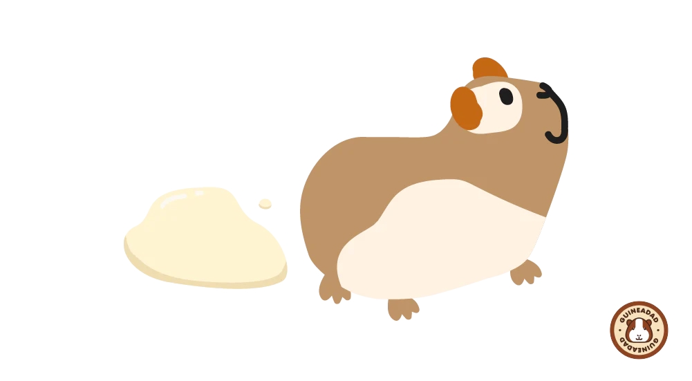 Желтая моча у морской свинки