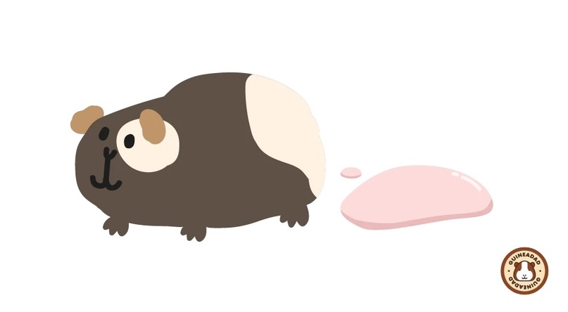 Розовая моча у морской свинки