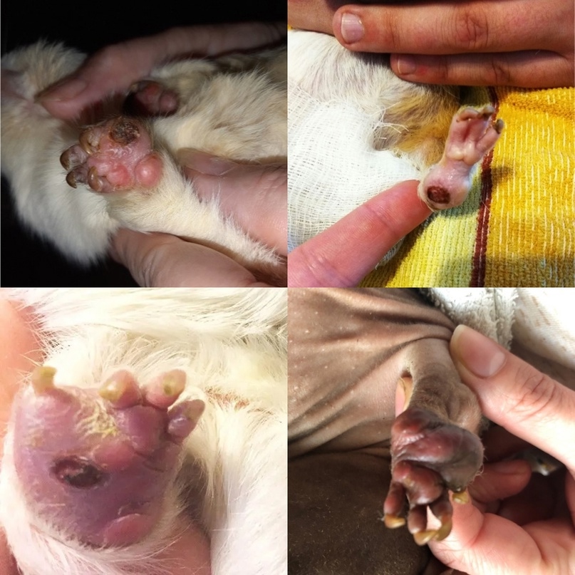 3-4 стадия пододерматита у морской свинки