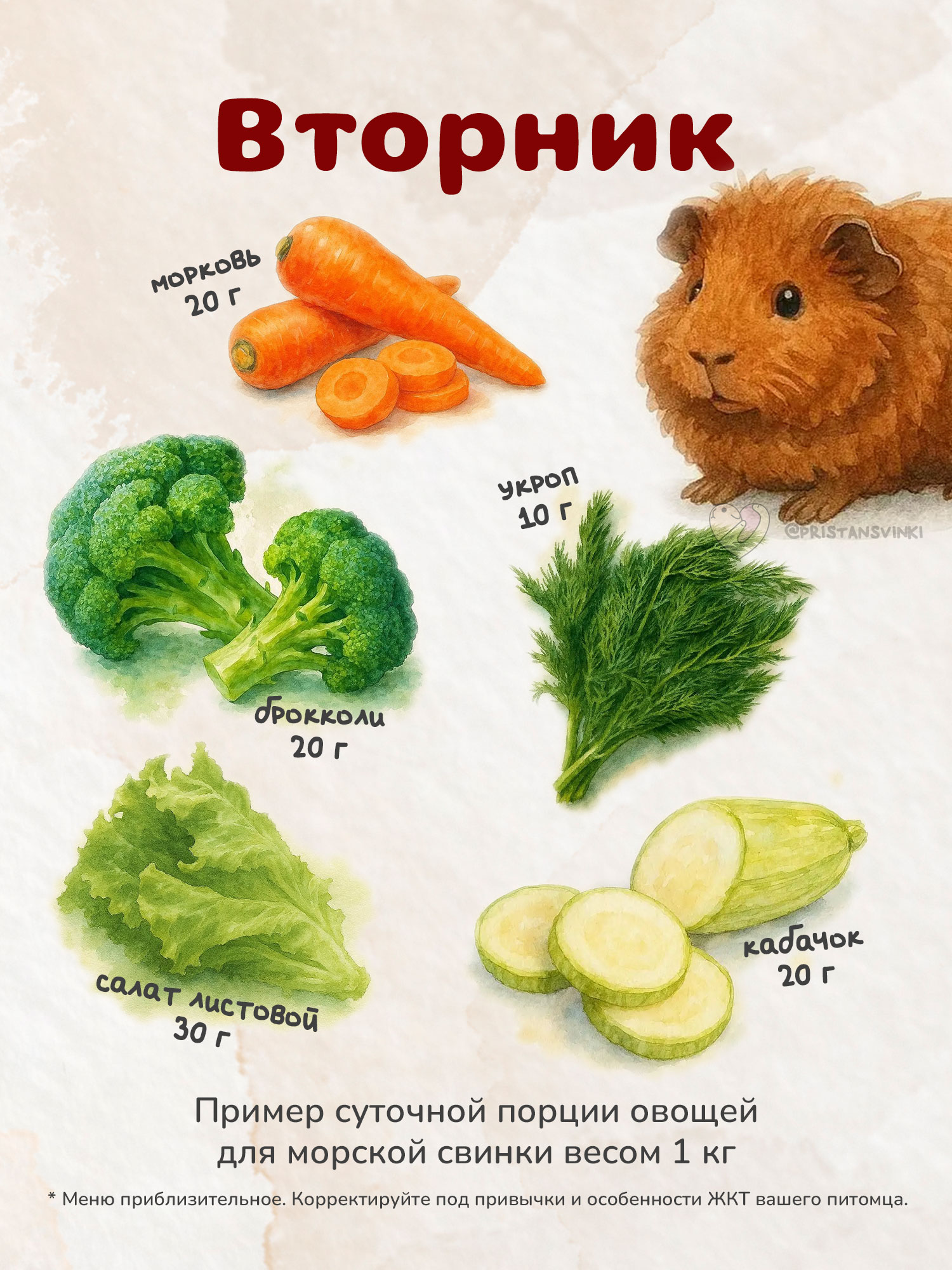 Примерный план питания сочными продуктами для морской свинки на вторник: брокколи, морковь, кабачок, укроп, салат листовой